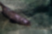 コツメカワウソの写真1｜水に飛び込んだところです。