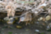 クイナの写真1｜水際の草陰からこちらを見ています。