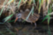 Picture of Water Rail3｜There are black vertical stripes on the back.