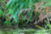クイナの写真｜「草むらの中に隠れています。」