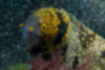 クモウツボの写真｜「頭部は黄色が強いです。」