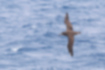 クロアシアホウドリの写真1｜全体的に暗褐色です。