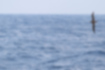 クロアシアホウドリの写真3｜ははじま丸についてきました。