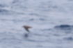 クロアシアホウドリの写真5｜海面すれすれです。