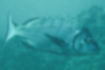 クロダイの写真1｜背鰭付近から淡い縦縞が走る。