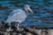 Picture of Pacific Reef Heron2｜Hunting prey on rocky ground.