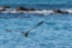 Picture of Pacific Reef Heron3｜The legs are yellow.