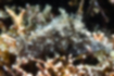 クロスジアメフラシの写真1｜縦に黒褐色の筋が走ります。