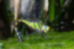 クロスジギンヤンマの写真2｜腹部を水に入れて産卵しています。
