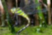 クロスジギンヤンマの写真4｜メスは全体的に黄緑色です。