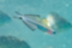 Free images of Blackfin dartfish｜「A juvenile fish whose tail fin is starting to turn black.」