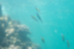 Picture of Blackfin dartfish3｜They were swimming in a school near the surface.