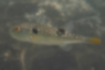 クサフグの写真1｜暗褐色に白い斑点があります。