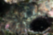 マダコの写真1｜岩に擬態しています。