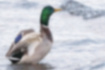 Free images of Mallard｜「It is a male after stretching wings.」