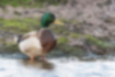 Picture of Mallard2｜The color suddenly changes in the middle of the neck.
