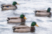 Free images of Mallard｜「We were in herds.」