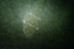 マゴチの写真3｜白や黒褐色の斑点があります。