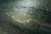 マゴチの写真4｜上面に目がついています。