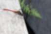 マユタテアカネの写真1｜木道の上でやすんでいました。