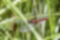 マユタテアカネの写真2｜翅をそらせていました。