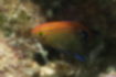 Picture of Speckled damselfish1｜Body color is orange.