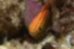 Picture of Speckled damselfish2｜A blue vertical line runs.