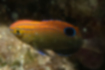 Picture of Speckled damselfish3｜There is a spot behind the dorsal fin.