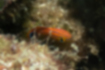 Free images of Speckled damselfish｜「Poked head out of the rock.」