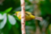 Picture of Bonin White-eye1｜The eyes are surrounded by a triangular black pattern.