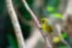 Picture of Bonin White-eye2｜The back is green and the belly is yellow.
