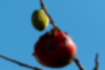 メジロの写真4｜柿の実をつっついていました。