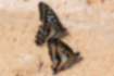 ミカドアゲハ | 砂浜で吸水していました。