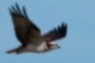 Picture of Western Osprey1｜The ventral surface is entirely white.