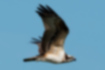 Free images of Western Osprey｜「Strong legs.」