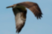 ミサゴの写真4｜翼の上面は濃い褐色です。