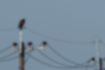 Free images of Western Osprey｜「Looking at the water surface from a telephone pole.」
