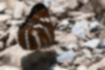 ミスジチョウの写真｜「翅の裏面は淡い褐色をしています。」