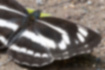 ミスジチョウの写真3｜一本目の線は翅の先まで細くてシャープです。