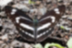 ミスジチョウの写真4｜体は少しグリーンに見えます。