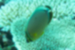 ミスジチョウチョウウオの写真1｜珊瑚をつついていました。