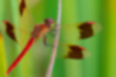 ミヤマアカネの写真1｜翅に太い褐色の帯が走っています。