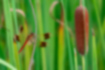 ミヤマアカネの写真3｜成熟して真っ赤なオスです。