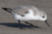 Free images of Sanderling｜「Has three toes.」
