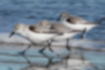 Free images of Sanderling｜「Desperately running away from the waves.」
