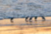 Free images of Sanderling｜「Foraging in the early morning.」