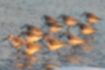 ミユビシギ | 11羽の群れでした。
