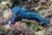ムカデミノウミウシの写真1｜細長い体に青紫のミノをもちます。