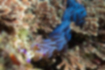 ムカデミノウミウシの写真2｜触覚には濃い紫が入ります。