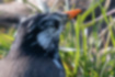 ムクドリの写真2｜頭部には白い羽毛がまばらに生えています。